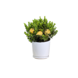 Ixora Dwarf Yellow